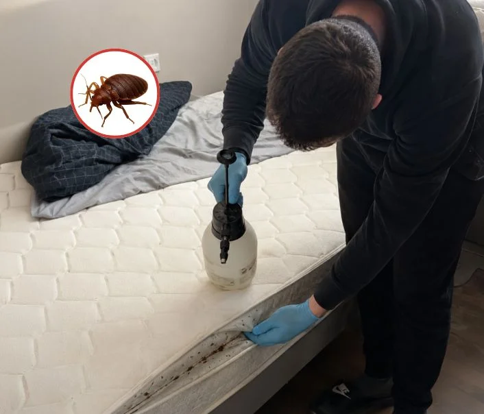 Technicien traitant un matelas contre les punaises de lit à Le Mesnil-le-Roi